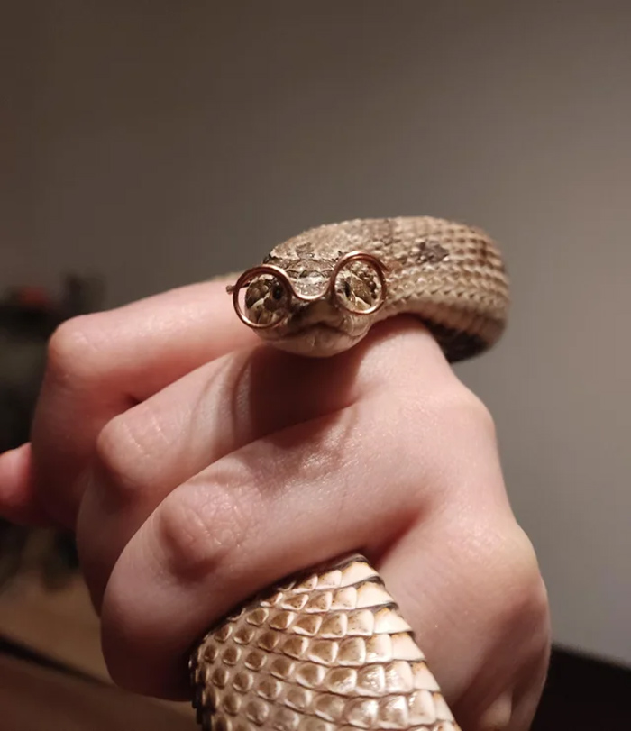 Cute snake wearing tiny glasses wrapped around a person's hand.