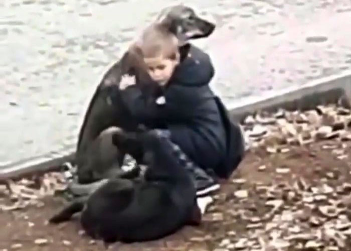 Video Shows Young Boy Stopping To Hug Two Stray Dogs When He Thinks No One Is Watching Video Shows Young Boy Stopping To Hug Two Stray Dogs When He Thinks No One Is Watching