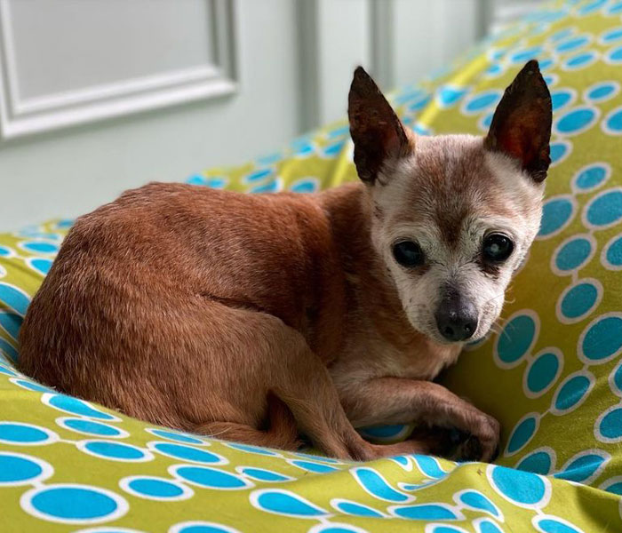 Happy 23rd Birthday To Bully The Chihuahua, Becoming The Oldest Dog At His Rescue Happy 23rd Birthday To Bully The Chihuahua, Becoming The Oldest Dog At His Rescue
