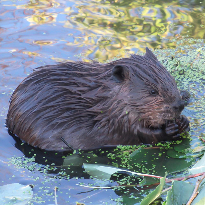 A New Saskatoon Resident. Who Doesn’t Love A Baby Beaver Kit?