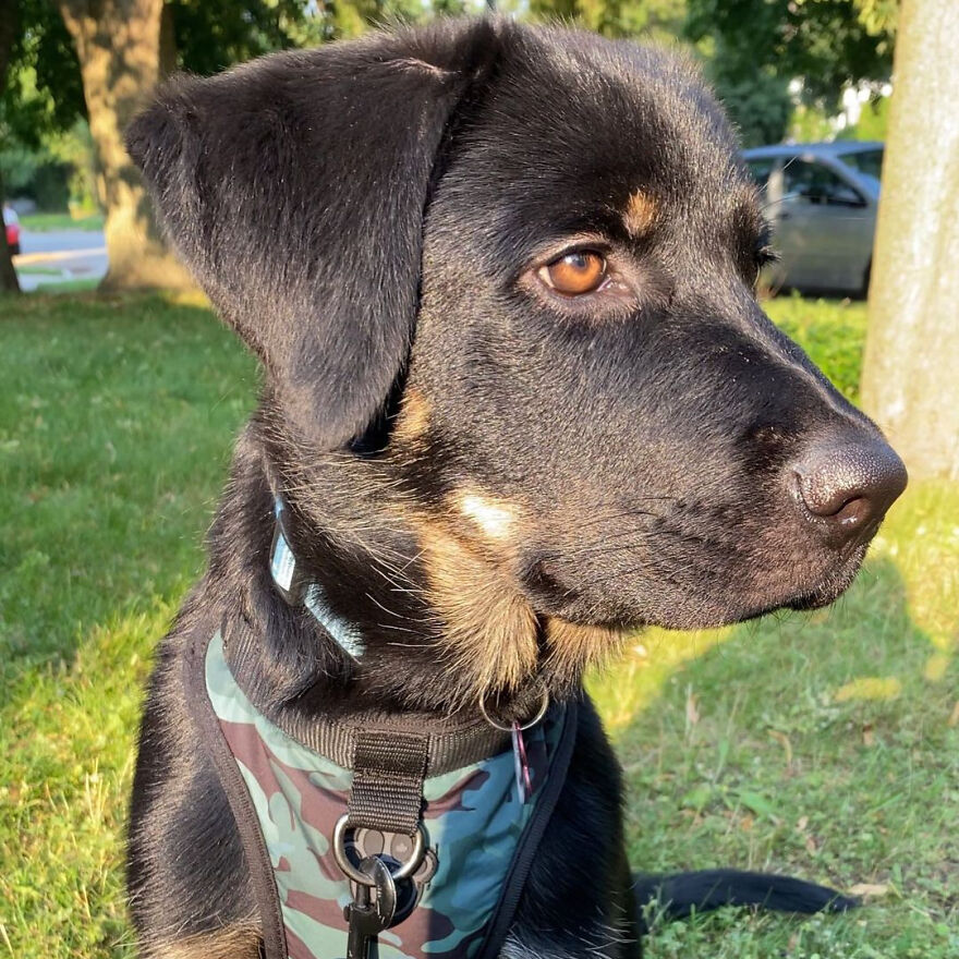 I Spent 1 Year Taking Pictures Of My Shepsky Rotty Puppy, And Here Are The 14 Best Ones