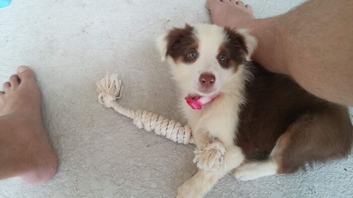 This Is Leia At ~9weeks Old