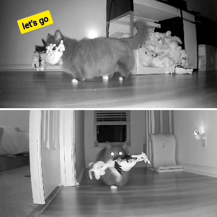 Kitty Becomes Internet Sensation After His Mom Catches Him Stealing Her Daughter&rsquo;s Toys With Hidden Cameras