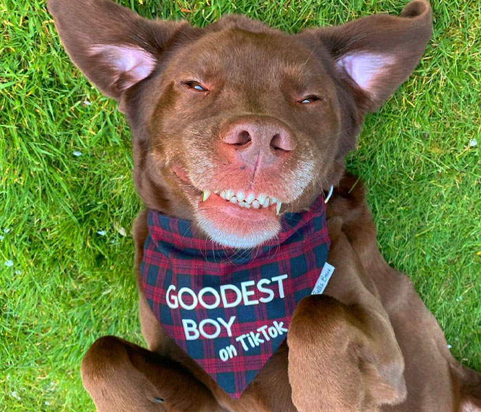 &ldquo;It&rsquo;s Always The Dads Who Didn&rsquo;t Want A Dog That End Up Loving Them The Most&rdquo;: Dad Wears An E Collar To Lift His Pup&rsquo;s Spirits After Surgery