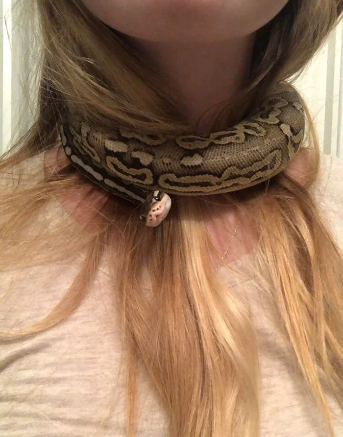 A snake coiled around a person's neck resembling a necklace, showcasing its intricate patterns and texture.