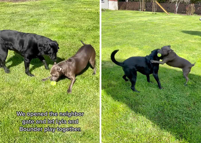 Neighbor Covertly Plays Fetch With Dog But Gets Caught By Owner Amid Wholesome Act Neighbor Covertly Plays Fetch With Dog But Gets Caught By Owner Amid Wholesome Act