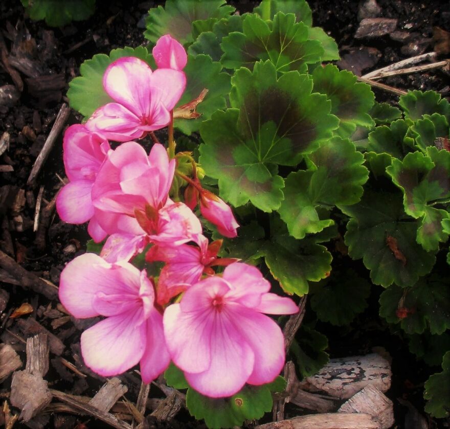 I Take Photos Of Flowers And Plants Around My City Every Summer