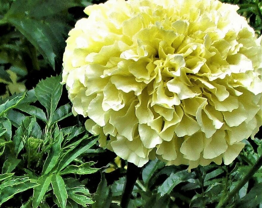 I Take Photos Of Flowers And Plants Around My City Every Summer