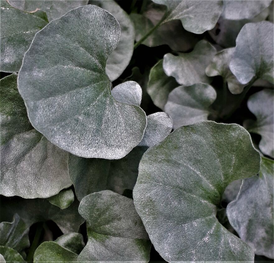 I Take Photos Of Flowers And Plants Around My City Every Summer