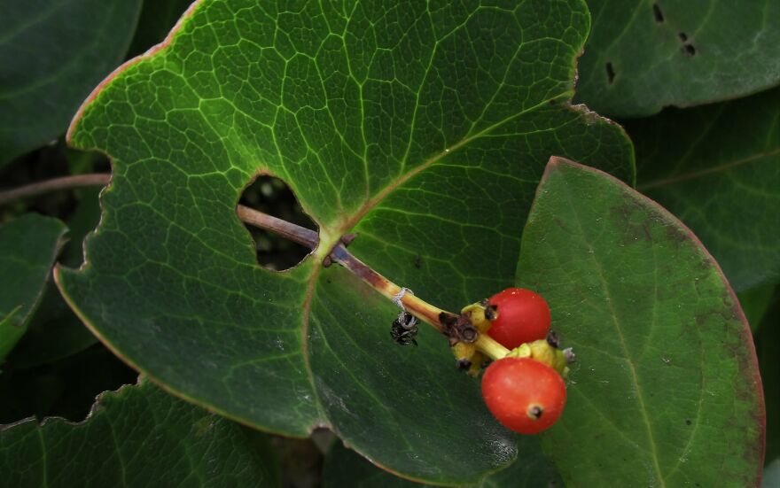 I Take Photos Of Flowers And Plants Around My City Every Summer