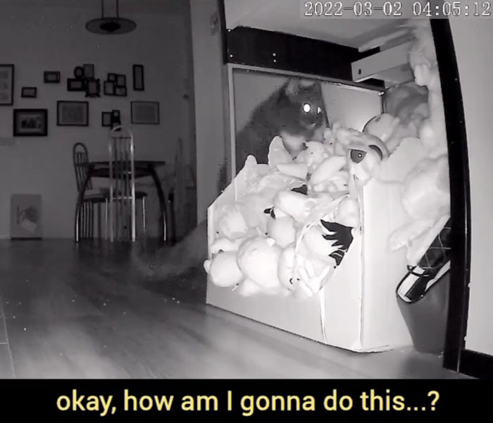 Kitty Becomes Internet Sensation After His Mom Catches Him Stealing Her Daughter&rsquo;s Toys With Hidden Cameras