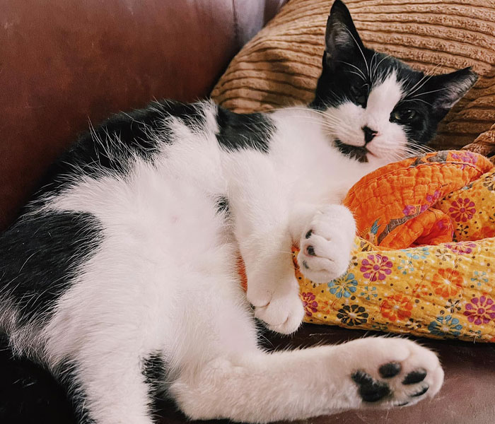 Delivery Driver Leaves Car For A Second, Comes Back To Find A Cat In The Passenger Seat