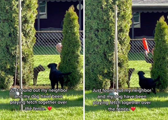 Neighbor Covertly Plays Fetch With Dog But Gets Caught By Owner Amid Wholesome Act Neighbor Covertly Plays Fetch With Dog But Gets Caught By Owner Amid Wholesome Act