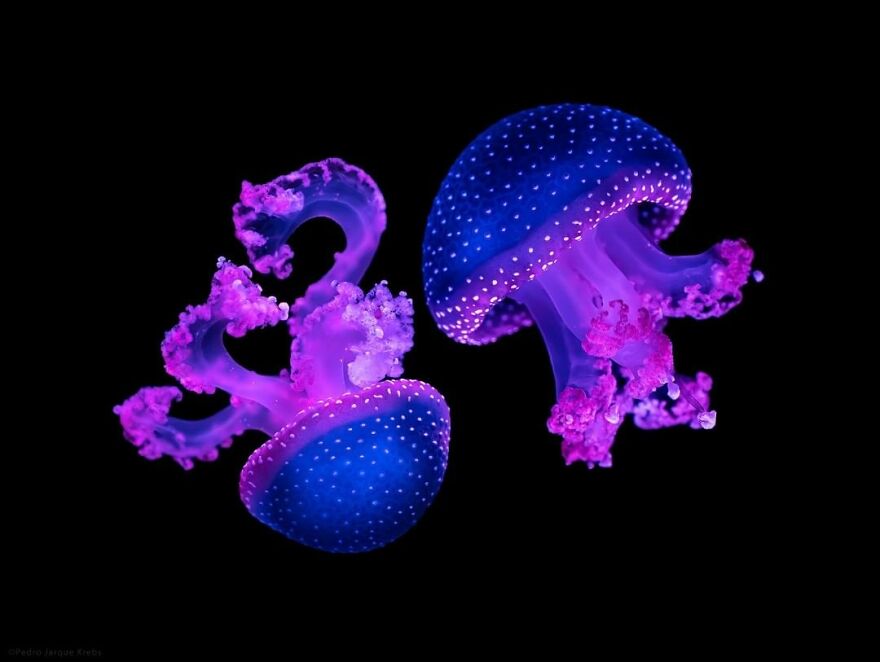 Photographer Takes Stunning Portraits Of Wild Animals