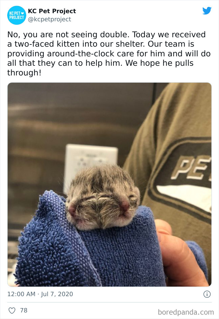 Local Pet Rescue/Shelter Had Someone Drop Off A Male Kitten That Was Born With 2 Faces