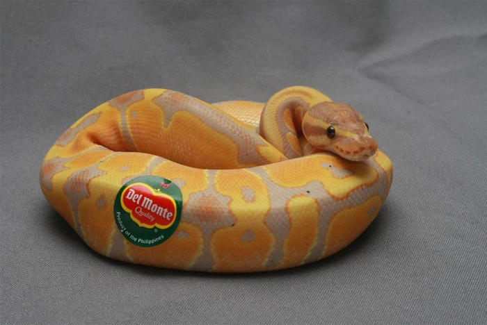 Banana Snek