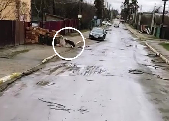 Wholesome Video Shows The Moment A Husky Is Reunited With Its Owner In Bucha, Ukraine, After Separation Caused By Russian Attacks