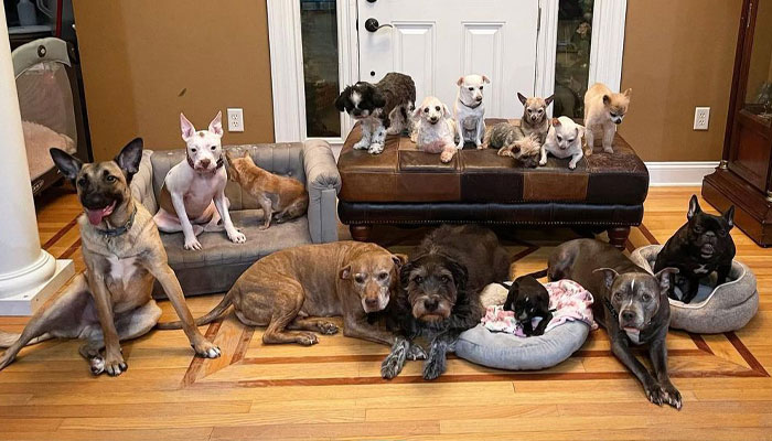 Happy 23rd Birthday To Bully The Chihuahua, Becoming The Oldest Dog At His Rescue Happy 23rd Birthday To Bully The Chihuahua, Becoming The Oldest Dog At His Rescue