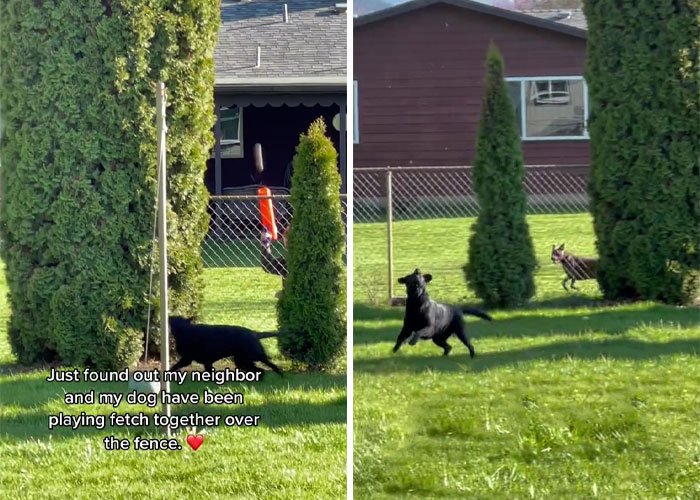 Neighbor Covertly Plays Fetch With Dog But Gets Caught By Owner Amid Wholesome Act Neighbor Covertly Plays Fetch With Dog But Gets Caught By Owner Amid Wholesome Act