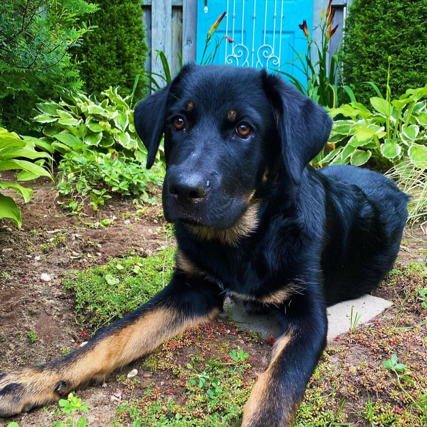 I Spent 1 Year Taking Pictures Of My Shepsky Rotty Puppy, And Here Are The 14 Best Ones