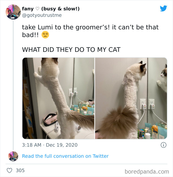 What Did They Do To My Cat