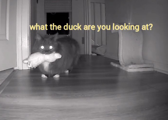 Kitty Becomes Internet Sensation After His Mom Catches Him Stealing Her Daughter&rsquo;s Toys With Hidden Cameras