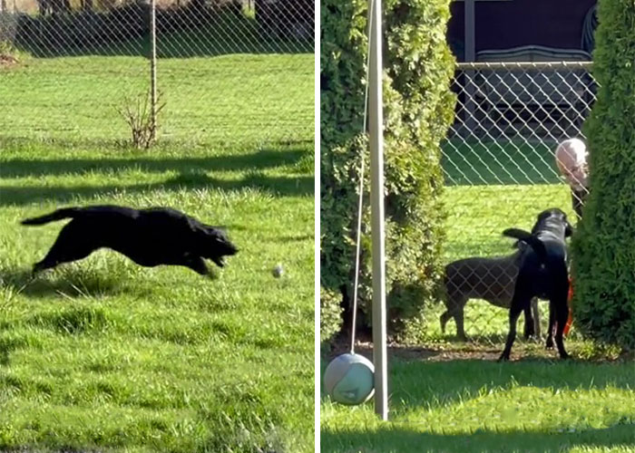 Neighbor Covertly Plays Fetch With Dog But Gets Caught By Owner Amid Wholesome Act Neighbor Covertly Plays Fetch With Dog But Gets Caught By Owner Amid Wholesome Act