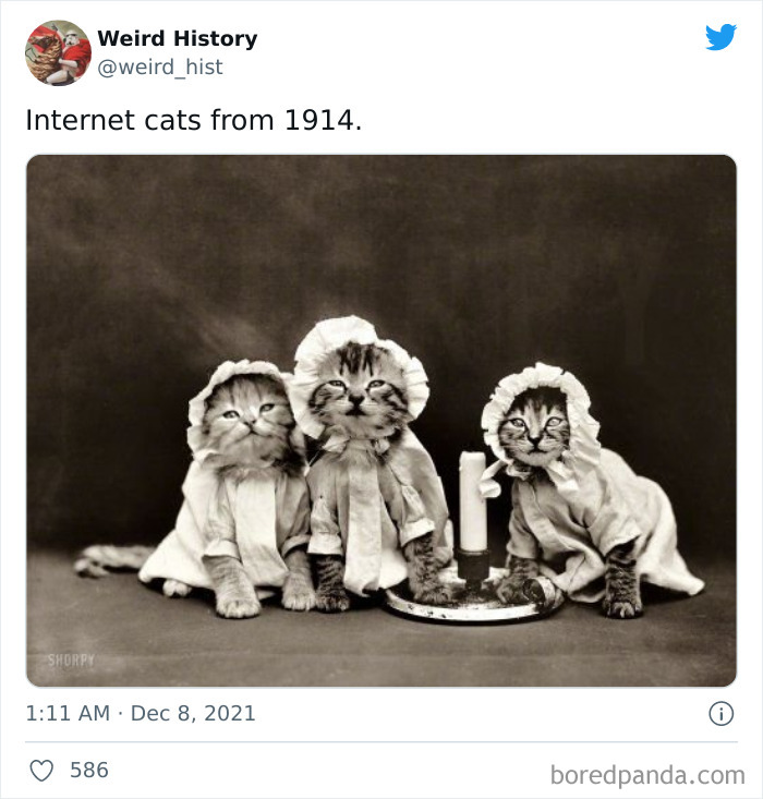 Three cats dressed in vintage outfits sitting beside a candle, illustrating weird history and odd moments from 1914.