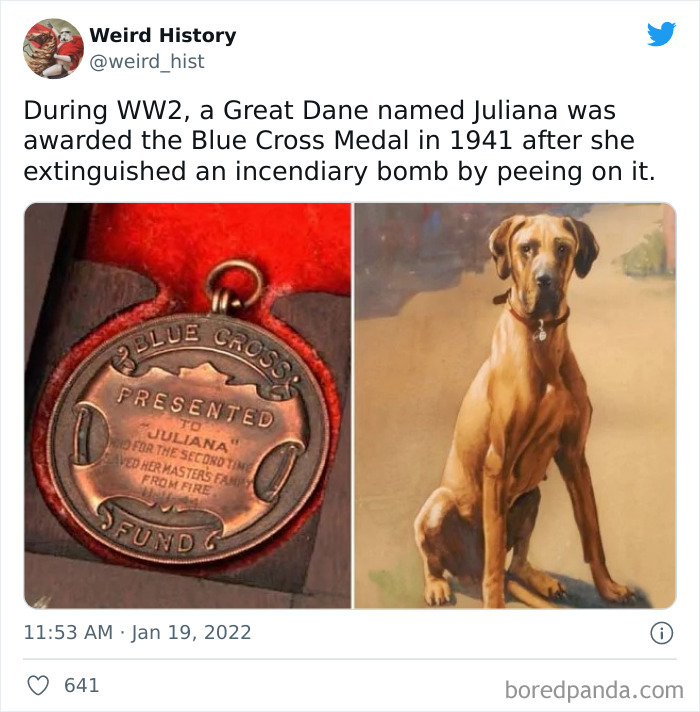 Medal awarded to Great Dane Juliana during WW2 for extinguishing incendiary b**b, showcasing weird history and odd wartime facts.