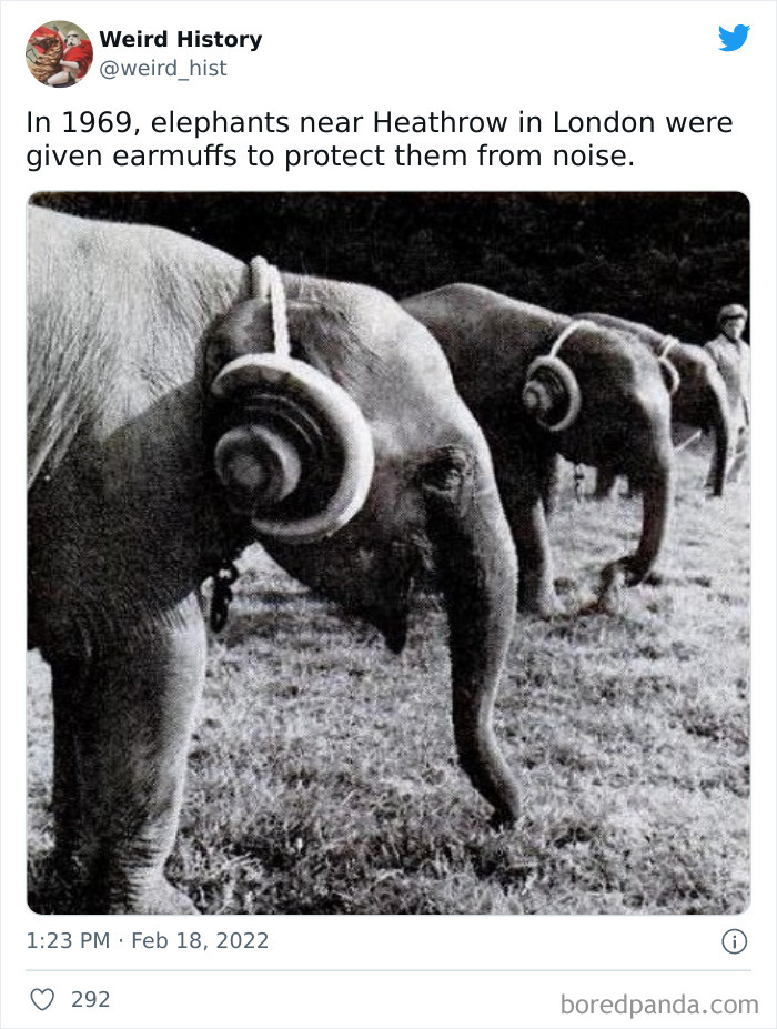 Black and white photo of elephants wearing earmuffs in 1969 near Heathrow, showcasing weird history and odd facts.