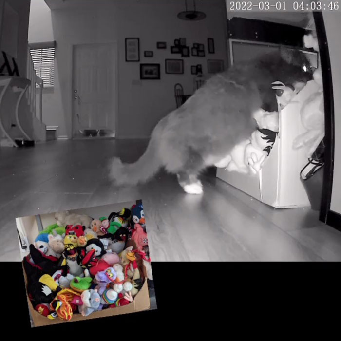Kitty Becomes Internet Sensation After His Mom Catches Him Stealing Her Daughter&rsquo;s Toys With Hidden Cameras