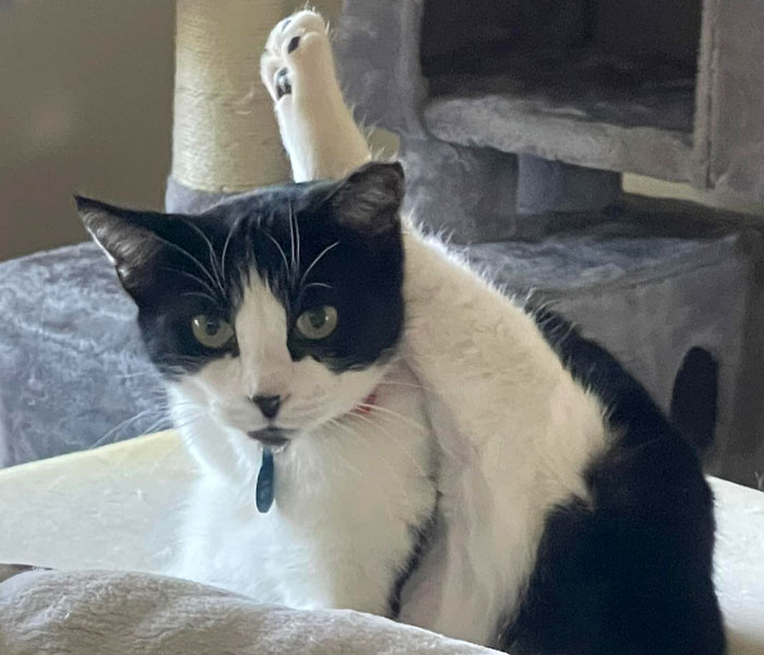 Delivery Driver Leaves Car For A Second, Comes Back To Find A Cat In The Passenger Seat