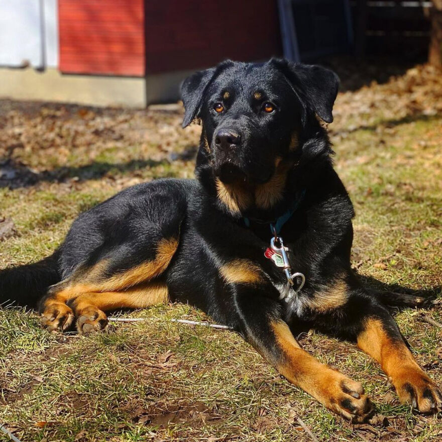 I Spent 1 Year Taking Pictures Of My Shepsky Rotty Puppy, And Here Are The 14 Best Ones