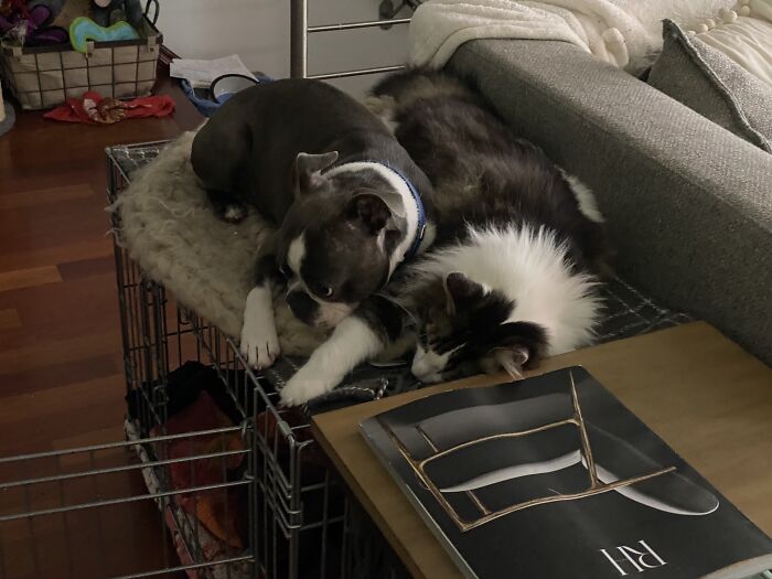 Ozzy And Rusty Day 1 And Years Later