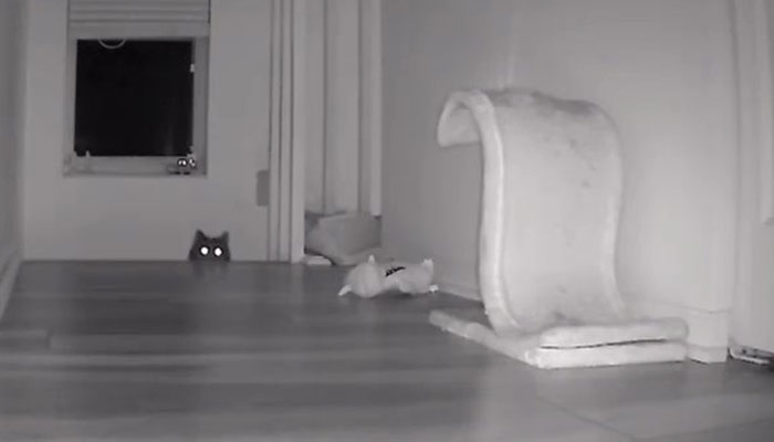 Kitty Becomes Internet Sensation After His Mom Catches Him Stealing Her Daughter&rsquo;s Toys With Hidden Cameras