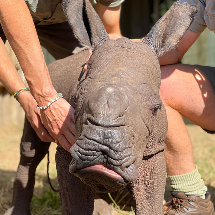 Orphan Rhino Sanctuary Finds An Abandoned Zebra And Takes It Under Their Care, Gifting A Best Friend To One Of The Rhinos There Orphan Rhino Sanctuary Finds An Abandoned Zebra And Takes It Under Their Care, Gifting A Best Friend To One Of The Rhinos There