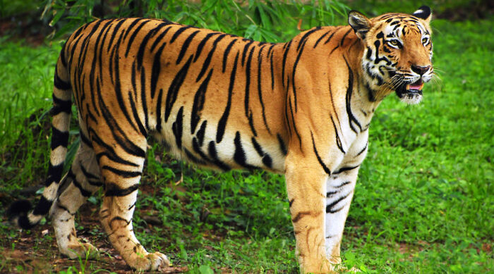 Royal Bengal Tiger (India)