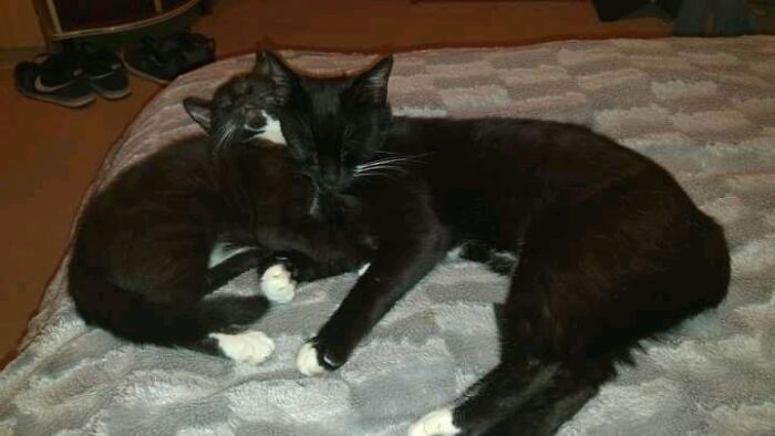 Shadow And His Momma Cat,jessie.