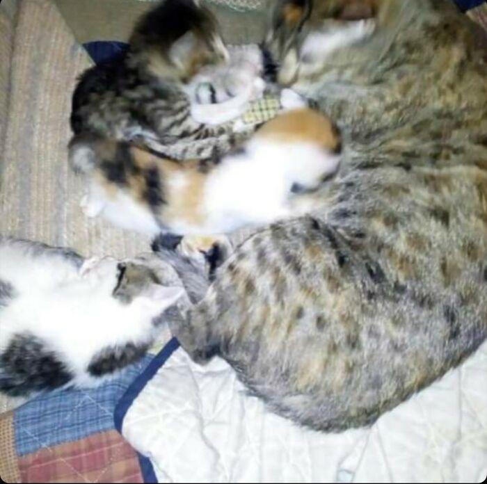 How Many Cats Do You See? Look Closely.