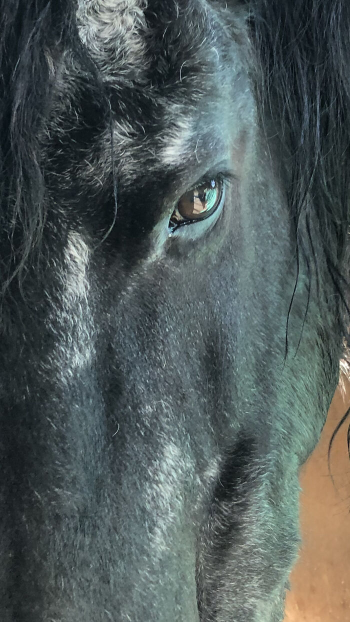 Jouke (U-Ka) Our Friesian Wonderhorse! (Photography Is A Joy)