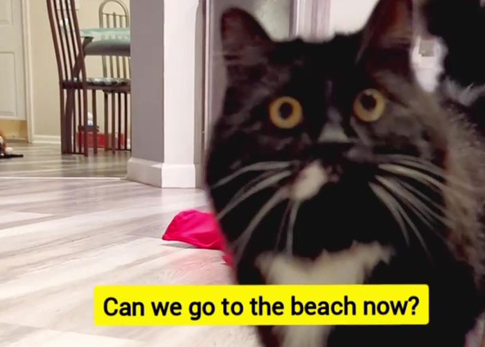 Kitty Becomes Internet Sensation After His Mom Catches Him Stealing Her Daughter&rsquo;s Toys With Hidden Cameras