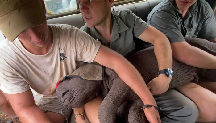 Orphan Rhino Sanctuary Finds An Abandoned Zebra And Takes It Under Their Care, Gifting A Best Friend To One Of The Rhinos There Orphan Rhino Sanctuary Finds An Abandoned Zebra And Takes It Under Their Care, Gifting A Best Friend To One Of The Rhinos There