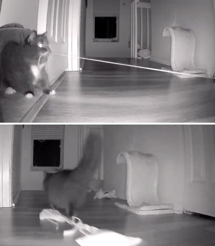 Kitty Becomes Internet Sensation After His Mom Catches Him Stealing Her Daughter&rsquo;s Toys With Hidden Cameras