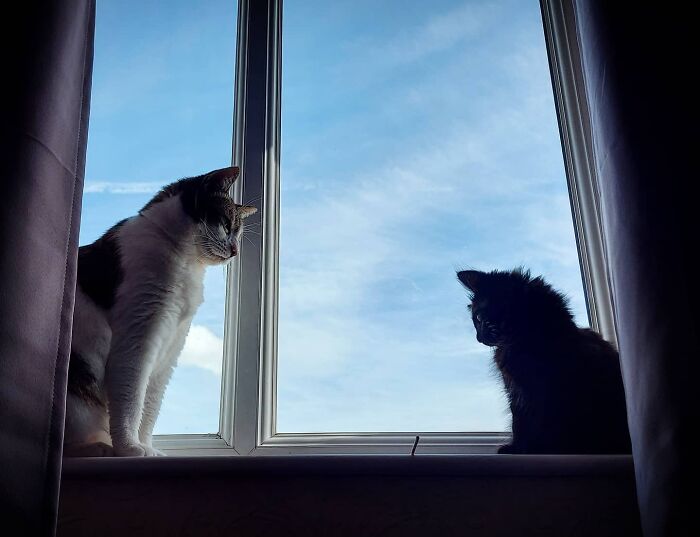 Baby Olive Getting A Lesson In How To Cat From Queen Kiwi