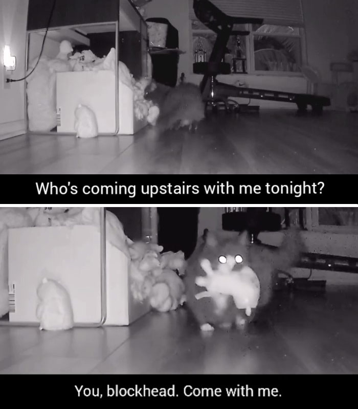 Kitty Becomes Internet Sensation After His Mom Catches Him Stealing Her Daughter&rsquo;s Toys With Hidden Cameras