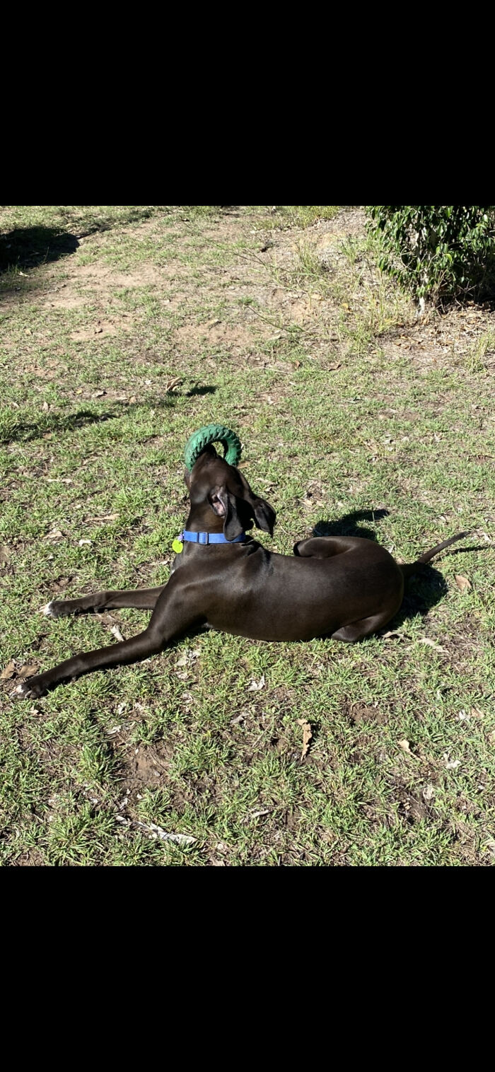 My Dog Just Enjoying Life!