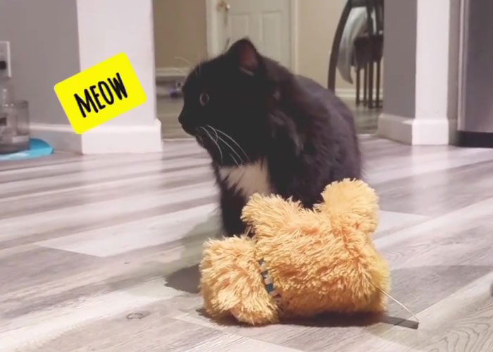 Kitty Becomes Internet Sensation After His Mom Catches Him Stealing Her Daughter&rsquo;s Toys With Hidden Cameras