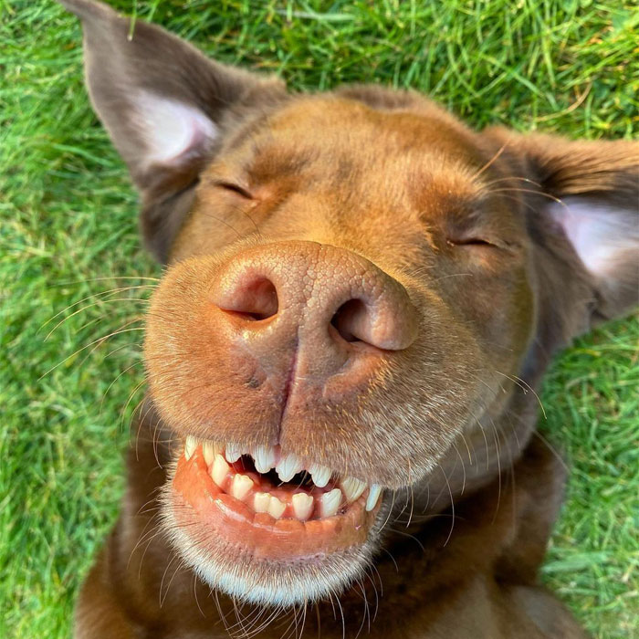 &ldquo;It&rsquo;s Always The Dads Who Didn&rsquo;t Want A Dog That End Up Loving Them The Most&rdquo;: Dad Wears An E Collar To Lift His Pup&rsquo;s Spirits After Surgery