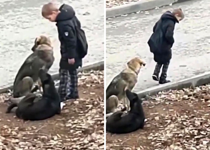 Video Shows Young Boy Stopping To Hug Two Stray Dogs When He Thinks No One Is Watching Video Shows Young Boy Stopping To Hug Two Stray Dogs When He Thinks No One Is Watching