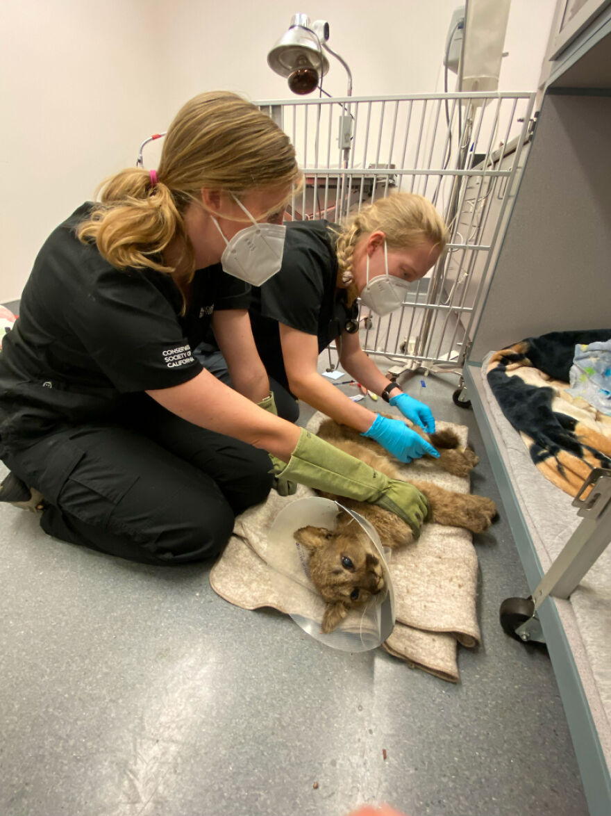 Oakland Zoo Rescues And Rehabilitates A "Feisty" Starving Mountain Lion Cub